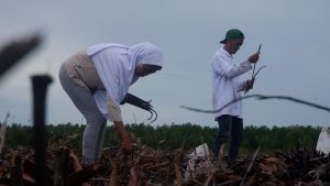 37 Ribu Hektare Bakau di Kepri dalam Kondisi Rusak, Ansar Paparkan Manfaat Mangrove