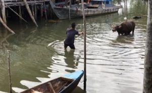 Sapi di Tanjunguban Pun Bikin Ulah, Lari ke Makam dan Berenang ke Sungai Ulu Riau