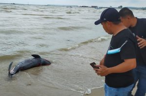 Heboh, Warga Lingga Menemukan Dugong Mati di Pantai Singkep
