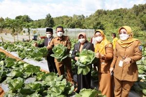 Hj Rahma Panen Kol, Ansar Ahmad Memerintahkan Kadis Pertanian untuk Meningkatkan Pembinaan Petani
