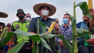 Petani Bintan Bisa Panen 3,5 Ton Jagung di Lahan 0,52 Hektare