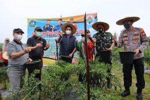 Program Gerbang Kampung, Desa Kuala Sempang Panen 5 Ton Cabai