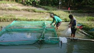 Harga Ikan Air Tawar Naik di Kuansing, Ini Penyebabnya