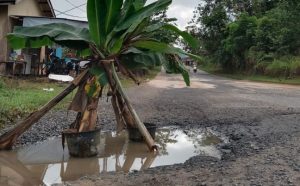 Jalan Provinsi Tak Kunjung Diperbaiki, Warga Tanam Pohon Pisang