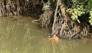Rina Bocah 13 Tahun Diterkam Buaya Sungai Gesek Saat Mencari Kerang dengan Kakek