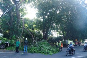 Penataan Kota, Dinas Perkim Tanjungpinang Pangkas Pohon di Tepi Jalan Protokol