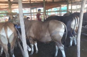 Kementan Menyetujui Usulan Gubernur Kepri, Sapi Masuk dari Lampung, Begini Kata Pengusaha Ternak