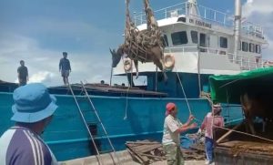 Mantul! Ratusan Sapi dari Natuna Dikirim ke Tanjungpinang dan Bintan