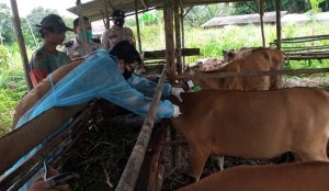 Vaksinasi PMK Hewan Ternak di Bintan Dimulai, Zero Kasus PMK