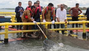 Ansar Ahmad dan Roby Kurniawan Panen 10 Ton Ikan Bawal, Nilainya Melebihi Rp1 Miliar