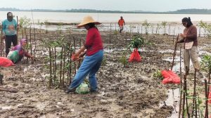 PT Timah Tbk Akan Tanam 7.500 Bibit Mangrove di Kabupaten Karimun