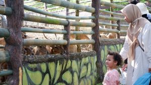 Mini Zoo di Kijang Akan Dibuka Lagi, Tak Mengganggu Fauna Safari Lagoi