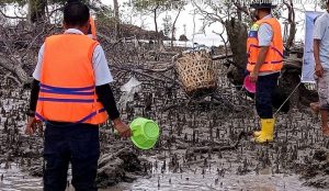 PT Timah Tbk Menebar 600 Ekor Bibit Kepiting Bakau di Pantai Kundur