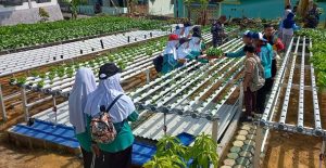 Area Pertanian Hidroponik Lanal TBK Jadi Lokasi Studi Banding bagi Pelajar