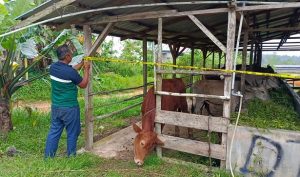 Masuk ke Bintan Tanpa Dokumen Lengkap, 40 Sapi dari Pelalawan Riau Diamankan Polisi