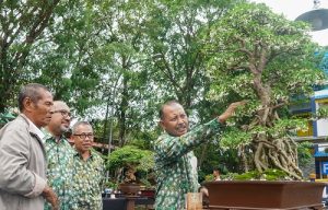 Sekdaprov Kepri Membuka Kontes Bonsai Nasional di Taman Batu 10, Pemenangnya Jenis Sianci
