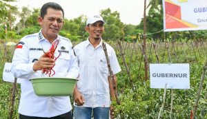 Bantu Petani di Moro, Ansar Ahmad Sebut Komoditi Cabai Berpengaruh Besar Terhadap Inflasi