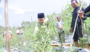 Sensus Pertanian 2023 Tahap I, Jumlah Usaha Pertanian di Kepri Turun 1,14 Persen