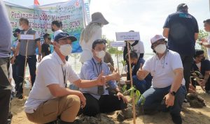 PT Timah Tbk Tanam 12.000 Mangrove di Pesisir Pantai Kundur