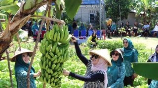 Hafizha Rahmadhani Memanen Sayur dan Pisang Ambon di Kebun Dasa Wisma Nila
