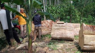 Pohon Gaharu Berusia Hampir 2 Abad di Kawasan Cagar Budaya Ditebang, Warga Bintan Buyu Murka