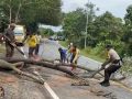 Arus Balik di Jalan Lintas Barat Bintan Terhalang Pohon Tumbang