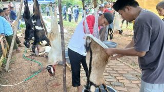 Sekolah Islam De Green Camp Tanjungpinang Menyembelih Sebelas Hewan Kurban, Hadirkan Juleha