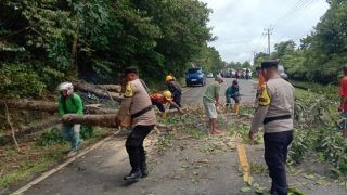 Angin Kencang, Pohon Tumbang Menutup Jalan Lintas Gesek Toapaya Asri