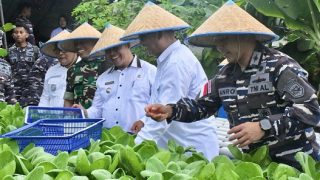Program Ketahanan Pangan, Lanal Tanjung Balai Karimun Panen Ikan Nila dan Sayur Hidroponik