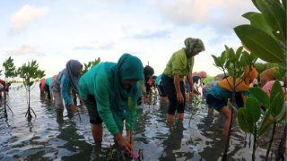 Traveloka dan CARE Indonesia Memproteksi Ekosistem Mangrove di Pulau Bintan Melalui Pemberdayaan Kelompok Perempuan