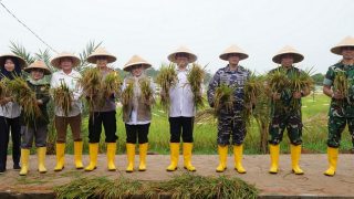 Sekda dan Kapolres Bintan Panen 3 Ton Padi Inpari IR Nutri Zinc