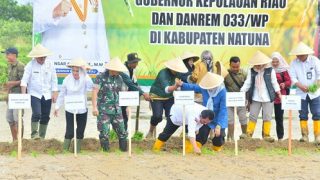 Gubernur Kepri Mencoba Hidup Jadi Petani Padi Sawah di Natuna