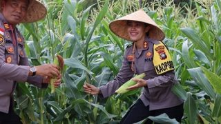 Kapolres Bintan Panen Jagung Manis untuk Mewujudkan Ketahanan Pangan