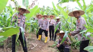 Polisi di Bintan Ramai-ramai Panen Jagung di Kampung Sinjang