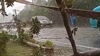 Pohon Tumbang di Toapaya, Pengendara Diminta Waspada