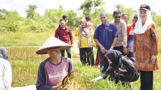 Dukung Swasembada Pangan Nasional, Bupati Natuna Tinjau Petani Panen Raya 5 Ton Padi