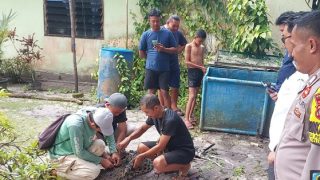 Buaya Peliharaan Warga Pengujan Dievakuasi ke Taman Safari Lagoi