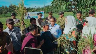 Bupati Natuna Panen Raya Bersama Petani Serasan Timur, Tegaskan Komitmen Perkuat Ketahanan Pangan