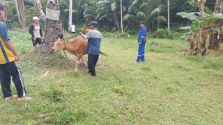 Ternak Lepas di Hutan, DKPP Bintan Turun Langsung Berikan Pendampingan di Tambelan