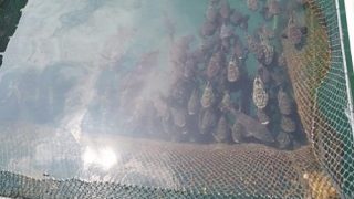 Kapal Hongkong Setop Ambil Ikan Kerapu dan Napoleon dari Natuna, Berikut Penjelasan PSDKP