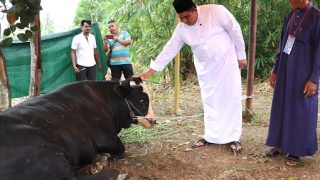 Bupati Bintan Menyerahkan Hewan Kurban Bantuan Presiden RI kepada Warga Kampung Sekera