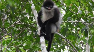Cen Sui Lan Segera Menetapkan Kawasan Konservasi Kekah Natuna Si Maskot Pilkada Kepri