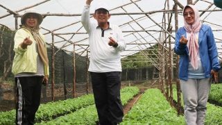 Pemprov Kepri Berbagi 45 Ribu Bibit Cabai Gratis untuk Ketahanan Pangan Berbasis Masyarakat