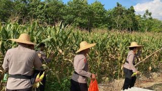 Pejabat Polres Bintan Ramai-ramai Panen Jagung