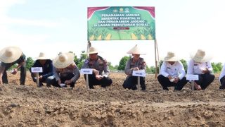 Serentak di Indonesia, Polres Bintan Tanam Jagung di Toapaya Selatan