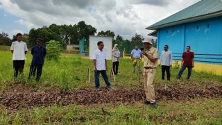 P3M Stisipol Raja Haji Memonitoring Demplot Agroforestri di Toapaya Utara