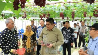 Roby Kurniawan Bangga, Nizam Si Petani Bintan Berhasil Membudidayakan Anggur di Screenhouse