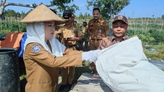 Panen Cabai dan Tomat, Cen Sui Lan: Petani Natuna Bisa Menjamin Kebutuhan Pangan Daerah