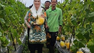 Cen Sui Lan Mengupayakan Petani Lokal Bermitra dengan SPPG di Natuna, Jadi Pemasok Melon