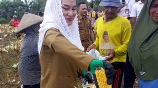 Panen Jagung di Batubi, Petani Curhat ke Cen Sui Lan Soal Hama Babi dan Monyet